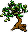 Adansonia gregorii - Australian tree having an agreeably acid fruit that resembles a gourd