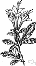 white honeysuckle - shrub growing in swamps throughout the eastern United States and having small white to pinkish flowers resembling honeysuckle