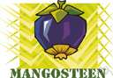 mangosteen tree - East Indian tree with thick leathery leaves and edible fruit