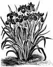 Iris kaempferi - iris native to Japan having large showy flowers