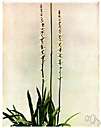 Aletris aurea - colicroot with yellow-bracted racemose flowers