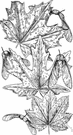 big-leaf maple - maple of western North America having large 5-lobed leaves orange in autumn
