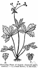snakeroot - a plant of the genus Sanicula having palmately compound leaves and unisexual flowers in panicled umbels followed by bristly fruit
