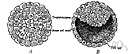 blastomeric - of or relating to a blastomere