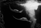 cow-nosed ray - large ray found along eastern coast of North America