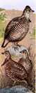 prairie chicken - brown mottled North American grouse of western prairies