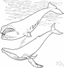 common blackfish - small dark-colored whale of the Atlantic coast of the United States