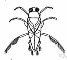 Notonecta - type genus of the Notonectidae: backswimmers