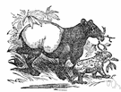 Tapirus indicus - a tapir found in Malaya and Sumatra