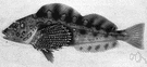 Hexagrammos decagrammus - common food and sport fish of western coast of North America