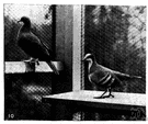 bird sanctuary - a building where birds are kept