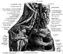subclavian artery - either of two arteries that supply blood to the neck and arms