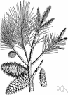 Pinus virginiana - common small shrubby pine of the eastern United States having straggling often twisted or branches and short needles in bunches of 2
