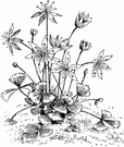 Coptis groenlandica - low-growing perennial of North America woodlands having trifoliate leaves and yellow rootstock and white flowers