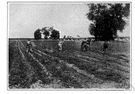 soybean - a source of oil