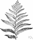 chain fern - a fern of the genus Woodwardia having the sori in chainlike rows