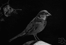 house sparrow - small hardy brown-and-grey bird native to Europe