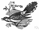 Molothrus - cowbirds
