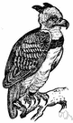 Harpia - a genus of Accipitridae