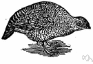 genus Perdix - a genus of Perdicinae