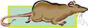 wood rat - any of various small short-tailed rodents of the northern hemisphere having soft fur grey above and white below with furred tails and large ears