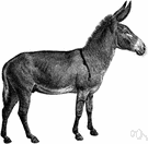mule - hybrid offspring of a male donkey and a female horse