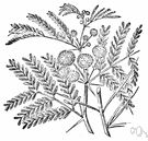 silver wattle - evergreen Australasian tree having white or silvery bark and young leaves and yellow flowers