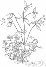 Stellaria media - a common low-growing annual garden weed with small white flowers