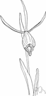 genus Cleistes - terrestrial orchids of North and South America having slender fibrous roots