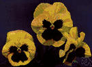 Viola tricolor hortensis - large-flowered garden plant derived chiefly from the wild pansy of Europe and having velvety petals of various colors