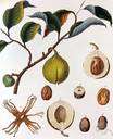 Martynia fragrans - a herbaceous plant of the genus Proboscidea