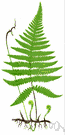 genus Phegopteris - beech ferns: genus is variously classified: considered alternative name for genus Dryopteris or included in genus Thelypteris