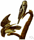 Surnia - a genus of hawk-like owls