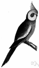 Nymphicus hollandicus - small grey Australian parrot with a yellow crested head