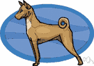 basenji - small smooth-haired breed of African origin having a tightly curled tail and the inability to bark