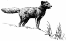 blue fox - a variety of Arctic fox having a pale grey winter coat