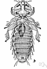 chicken louse - a louse parasitic on poultry