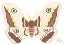 genus Saturnia - type genus of the Saturniidae: emperor moth