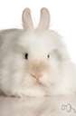 angora - domestic breed of rabbit with long white silky hair