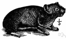 Ochotona - type genus of the Ochotonidae