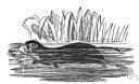 water vole