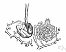 sweat duct - a small duct that conveys sweat from a sudoriferous gland to the surface of the skin