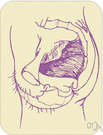 reproductive organ - any organ involved in sexual reproduction