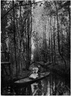 Black Forest - a hilly forest region in southwestern Germany