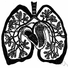 pulmonary circulation - circulation of blood between the heart and the lungs