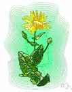 genus Doronicum - genus of Eurasian perennial tuberous or rhizomatous herbs: leopard's bane