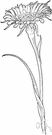 oyster plant - Mediterranean biennial herb with long-stemmed heads of purple ray flowers and milky sap and long edible root
