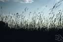 Andropogon scoparius - handsome hardy North American grass with foliage turning pale bronze in autumn