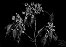 Brachychiton populneus - widely distributed tree of eastern Australia yielding a tough durable fiber and soft light attractively grained wood