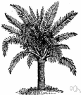 Metroxylon sagu - Malaysian palm whose pithy trunk yields sago--a starch used as a food thickener and fabric stiffener